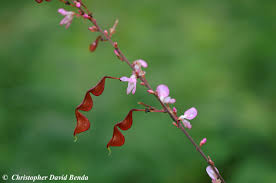 Image result for Desmodium subsecundum