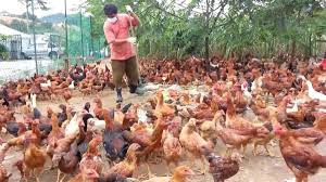 Generasi ketiga ayam kampong adalah terhasil dari kacukan beberapa baka asli dari luar negeri yang dibawa oleh penjajah eropah dengan generasi kedua ayam kampong. Peluang Usaha Ternak Ayam Kampung Cara Memilih Bibit Yang Tepat
