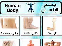 تعلم اسماء اعضاء جسم الإنسان باللغة الانجليزية وبالصور صورة ٢ english language language body