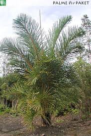 Image result for Raphia australis