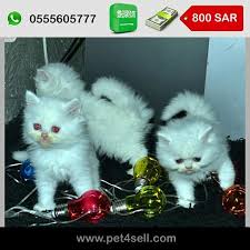pin on cats