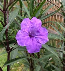 Image result for Ruellia praetermissa