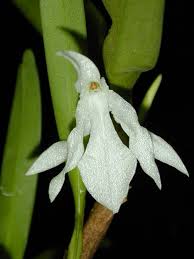 Image result for Jumellea usambarensis