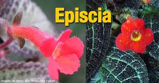 Silver leaf plant with red flowers. Episcia Plant Care How To Grow The Flame Violet