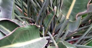 Curling Leaves On Bird Of Paradise Fixes For Leaves Curling Up On Bird Of Paradise Birds Of Paradise Plant Paradise Plant Plants