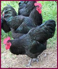Black Australorp Chicken Egg Color Black Australorp Chickens At The Farm Australorp Chicken Chickens Black Chickens