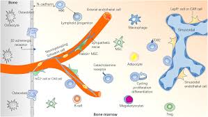 Frontiers | Hematopoietic Stem Cell Niche During Homeostasis, Malignancy,  and Bone Marrow Transplantation | Cell and Developmental Biology