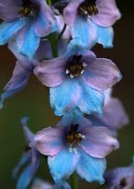 Love The Colours In This Narcissus December Flower Larkspur Flower Birth Flowers Larkspur Flower Tattoos