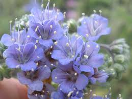Three loop options, ranging from 1.5 to 2.5 miles, pass through several plant communities, from baygalls to cypress sloughs to the riparian zone along village creek. Blue Curls