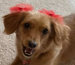 Hi all! Hi everyone! 👋 I'm Savannah — a curious little girl who loves  learning new things! 💕 I do fun science experiments 🔬, share book reviews  📚, and make English learning