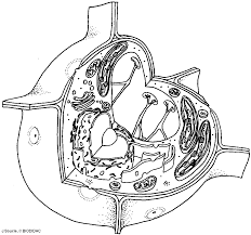 (1) a shoot system, composed of stems and leaves, and (2) a root system. Animal And Plant Cells Easy Drawing Novocom Top