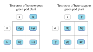 Punnett squares are used with mendelian inheritance: Mastering Biology Chp 14 Hw Flashcards Quizlet