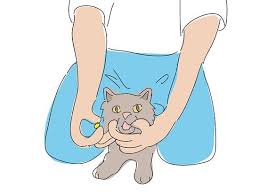 6 Ways To Give A Cat A Pill Cat Medicine Cats Crazy Cats