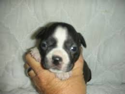 The search tool above returns a list of breeders located nearest to the zip or. Boston Terrier Puppies In California