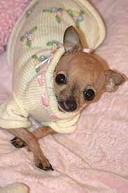 Emma The Cleft Palate Chihuahua A Craigslist Post Pleading For Someone To Take Their Chihuahua Born The N Teacup Chihuahua Puppies Chihuahua Dog Accesories