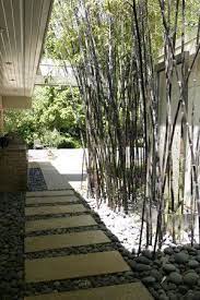 Bamboo is a giant grass. 57 Bamboo Ideas Bamboo Black Bamboo Bamboo Plants