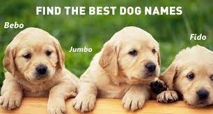 Below are some ideas for baby boy names that start with c based on data from the social security administration. Dog Name Start With Letter C Popular Puppy Names Begin With Alphabet C