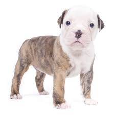 The american bulldog, which i believe is what you're referring to, is a larger breed, typically, than the apbt, but is just as agile and shares the same people adoring temperment. Petland Florida