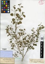 Image result for Tragia kirkiana