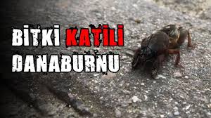 Bitki Katili Danaburnu Ve Kurtulmanin Yollari 2020 Bitki