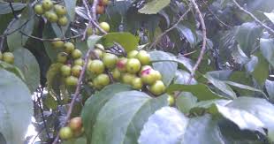 Check spelling or type a new query. Ciri Ciri Pohon Rukem Flacourtia Rukam Di Alam Liar Ciriciripohon Com