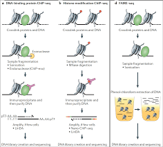 H3k9ac, h3k9me2, and h3k27me3 (ayyappan et al., 2015; 2