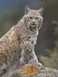 Exotic pet care | bobcats as pets. Bobcat Mother And Kitten North America Tiere Wilde Katzen Wilde Tiere