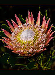 Pin On Garden Plants Greenhouses Conservatories Botanical Gardens Botanical Parks And Preserves