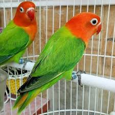 Gambar burung lovebird parblue yang ingin tahu ciri umum burung lovebird parblue standar hijau pastel blorok mp3 beserta gambar dan harga terbarunya silahkan baca disini. Uf Alizadeh Ufalizadeh Profile Pinterest
