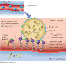 The Science Of Healthy Fats Ketoschool