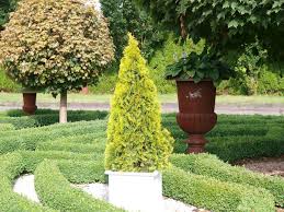 The forever goldie lends an. Thuja Occidentalis Golden Smaragd Janed Gold Conifers Assortment Shop Kordes Jungpflanzen