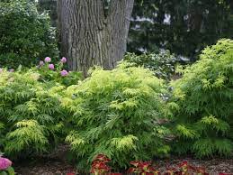 If you look at photos of healthy lemony lace elderberry plants, you will see that the older leaves protected by the top layer of yellow leaves are green. Lemony Lace Elderberry Adds Texture And Color With Its Leaves Horticulture