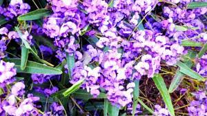 Glossodia major, commonly known as the waxlip orchid is a small terrestrial orchid, found in eastern australia. Australian Native Plants Guide For Your Garden Blog Mulches More