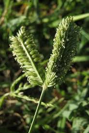 Image result for Eleusine africana