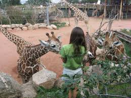 Maybe you would like to learn more about one of these? Summer Junior Zoo Keepers Ages 15 18 Cmzoo
