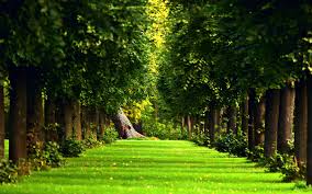 Check spelling or type a new query. Forest Wallpapers 71 Background Pictures