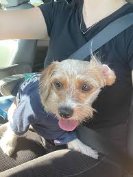 This morning I almost hit this sweet girl in Lake Worth. I was unable to  find anyone who recognized her or her owner. I took her to Palm Beach  County Animal Care