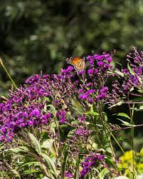 Image result for Vernonia myriantha