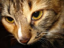 The first sign of a problem with your pet's kidneys is likely to be a noticeable increase in thirst and a tendency to urinate more frequently and heavily. Kidney Failure In Cats Symptoms And Treatment