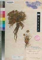 Image result for Cyperus rubicundus