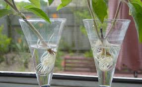 Hydroponika To Inaczej Hydroponiczna Uprawa Roslin Czyli Uprawa W Wodzie Bez Doniczek Wypelnionych Ziemia Glassware Champagne Flute Flute