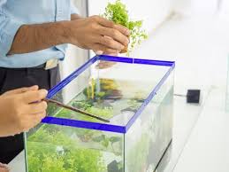 10 Gallon Fish Tank Best Fish Setup Ideas Equipment And More Fishkeeping World