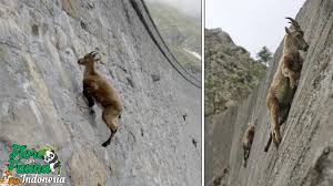 Upaya mencegah, melindungi flora dan fauna akan dibahas lengkap pada materi pelajaran geografi sebagai berikut ini. Download Flora Dan Fauna Indonesia Mp4 Mp3 3gp Naijagreenmovies Fzmovies Netnaija