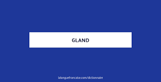 Gland Definition De Gland Dictionnaire La Langue Francaise