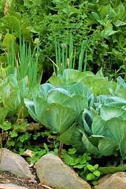 Bei den salaten ist es wichtig zu wissen, dass sie bei hitze einen bitteren geschmack erhalten. Tipps Fur Eine Grosse Ernte Im Kleinen Garten Freudengarten