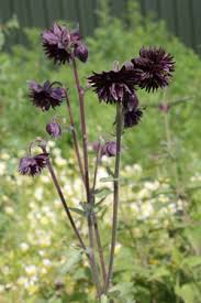 13 more photos view gallery. Aquilegia Vulgaris Black Barlow