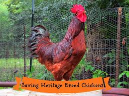 Rhode island reds are well proportioned, with a head held high and the tail at a 45 degree angle. Saving Heritage Breed Chickens