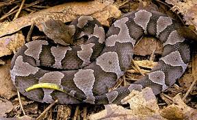 Seeing things like a house spider preying on a cockroach excites me. Proof That Black Snakes Eat Copperheads Video Snake Poisonous Snakes Beautiful Snakes