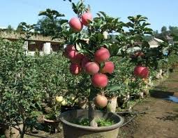 Cara Menanam Apel Dari Biji Di Pot Menanam Kebun Sayur Menanam Sayuran