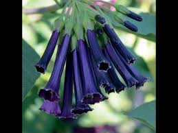 Maybe you would like to learn more about one of these? Growing Mini Angel S Trumpets Iochroma Hybrids Youtube